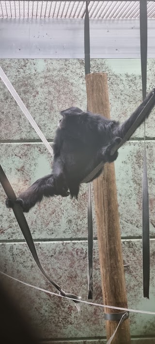 Gibbon Forest at Twycross Zoo