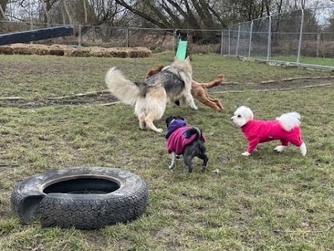 North London Dog Walker Pampered Pooches