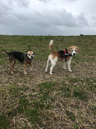 Happy Dogs Shoreham