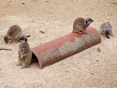 Little Owl Farm Park, Worcestershire