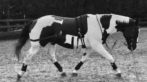 Jenny Adamson, Equine Physiotherapy & Rehabilitation & Spinal Manipulation