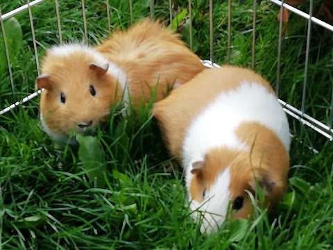 Maple Pigs Guinea Pig Boarding in Didcot