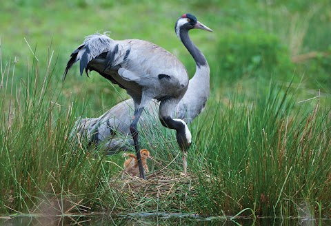 Pensthorpe