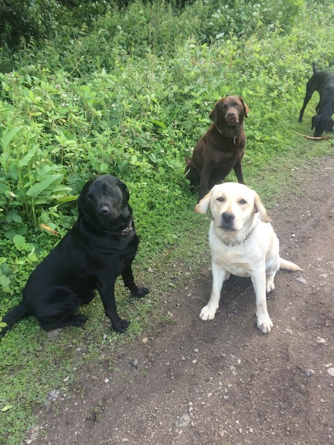 Meadowcroft Dog Lodge