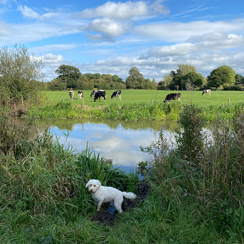 Caldy Valley Dog Walking