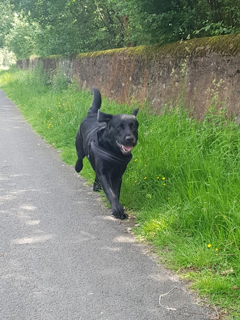 Itsadogslife - Glasgow