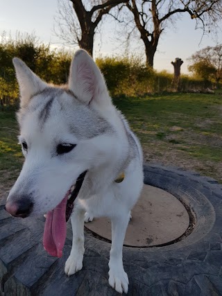 Walkington Secure Dog Walking Field