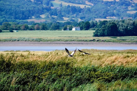 WWT Slimbridge