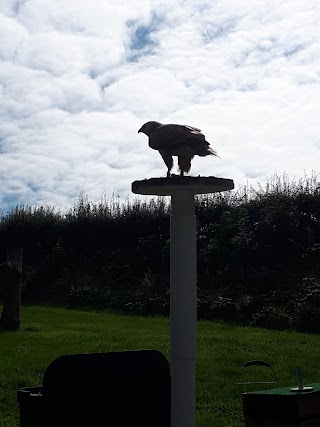 Woodlands Falconry