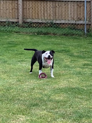 Anston Kennels & Cattery