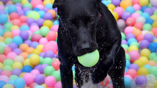 Honey's Doggy Daycare