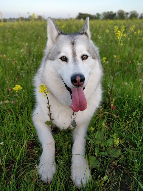 Dogs Go - Dog Parks, Dog Day Care, Dog Playtimes