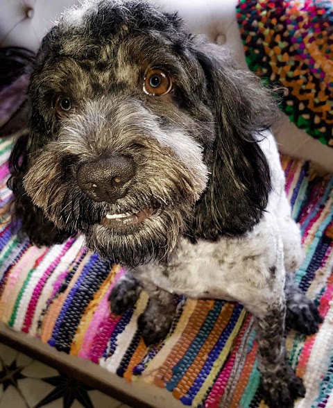 THE QUIRKY POODLE DOG GROOMING STUDIO