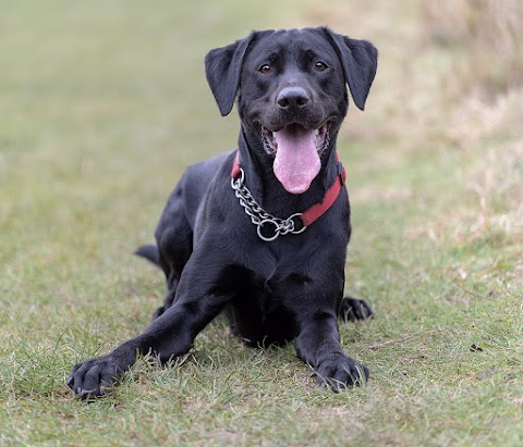 Northampton Dog Walker