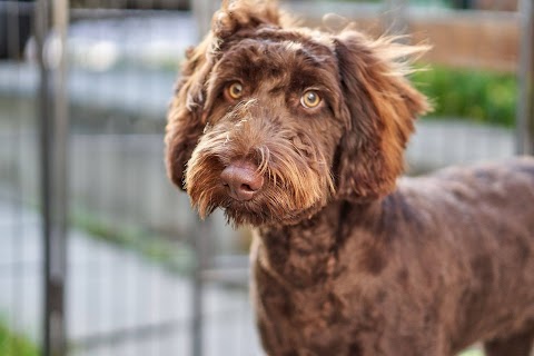 Muddy Muttz Dog Groomers