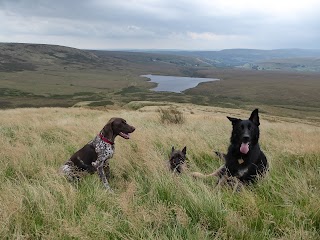 Off the beaten trail - dog walking services in Huddersfield