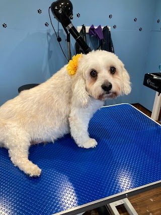 Esquires dog groom salon