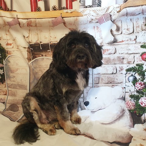 Wetwoofies Dog Grooming Bromsgrove