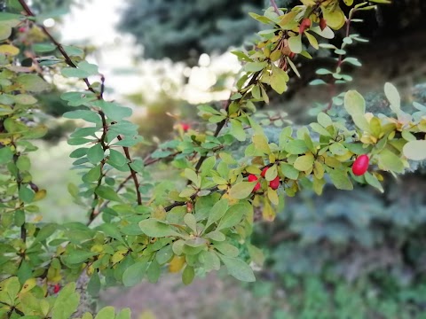 Пам’ятник Тарасові Шевченку