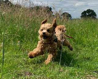 Redditch Dog Walking