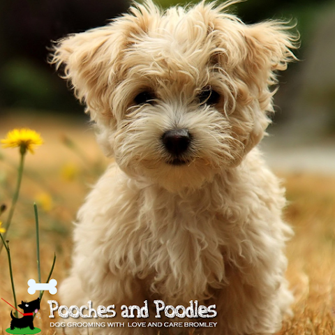 Pooches'n'Poodles Dog Grooming