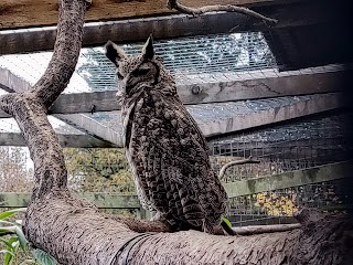 Scottish Owl Centre