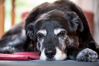 Twickenham Veterinary Surgery