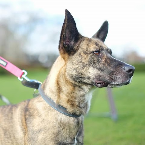 Wagtails Dog Walking