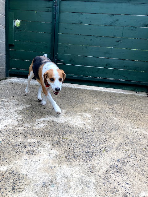 Ballinatone Boarding Kennels