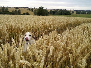 Haywood and hound