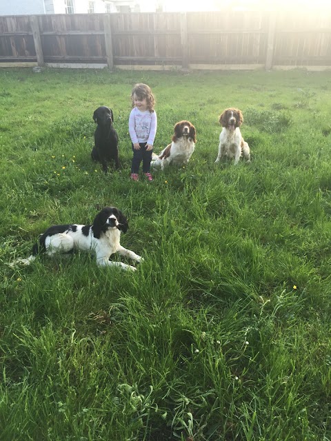 A1 BOARDING KENNELS Doggie Daycare Navan