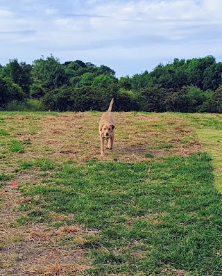 Run Free Dog Fields - Bargeddie