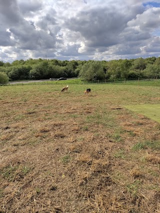 Run Free Dog Fields - Bargeddie