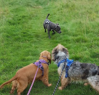 Woofing around dog walkers