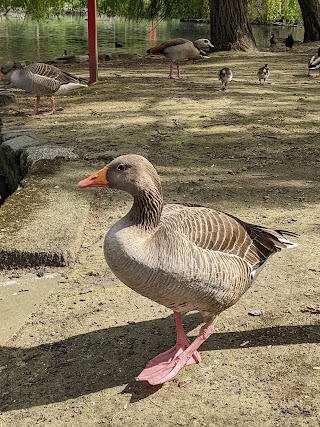 Friends of Fairy Hill Park