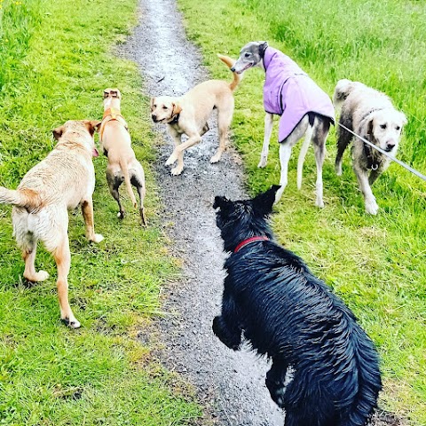 The Dog Walkers
