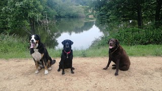 Pack Pals Dog Walking