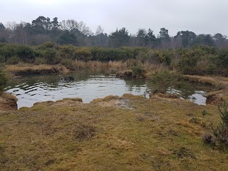 Silchester Dog Walkers