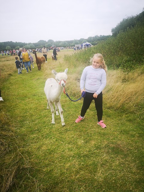 Ings Park Alpacas