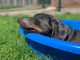 Happy Hounds