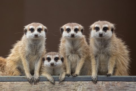 Hamerton Zoo Park