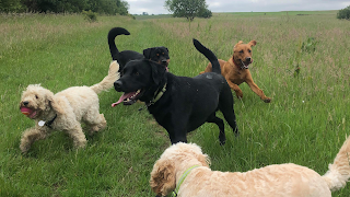 Happy Tails of East Lothian