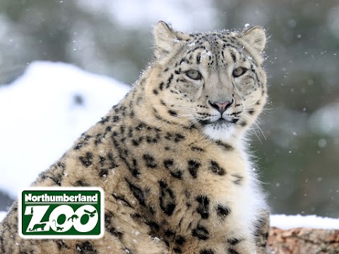 Northumberland Zoo