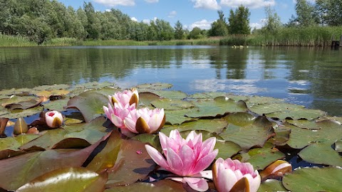 Leybourne Lakes Country Park