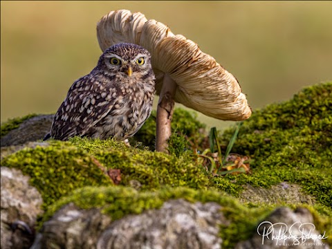 National Bird of Prey Centre