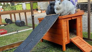 Bobby's Bunny Boarding