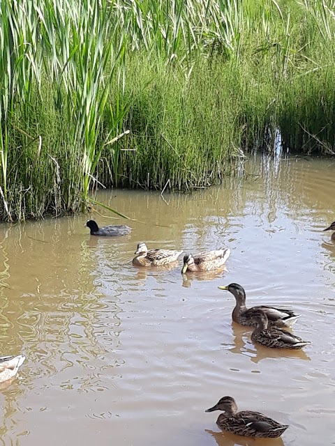 Greenhead Moss Nature Reserve