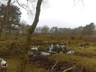 Irby Heath - National Trust