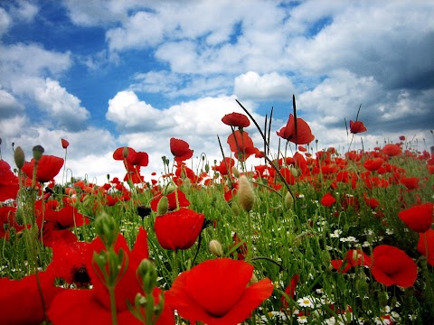 Poppies Cleaning Service