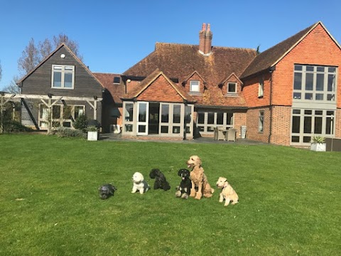 Dolly's Dog Day Care & Dog Boarding in Cobham, Surrey